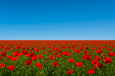A vast field of bright red poppies against a clear blue sky, showcasing nature's beautyの素材
