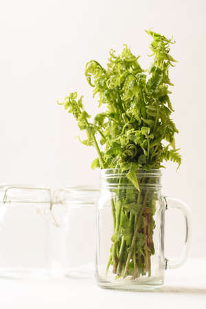 Organic edible fern vegetable from local market on white backgroundの写真素材