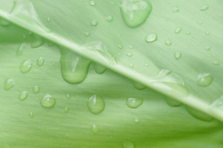 Green leaf nature background. Sustainability environment eco-friendly concept.
