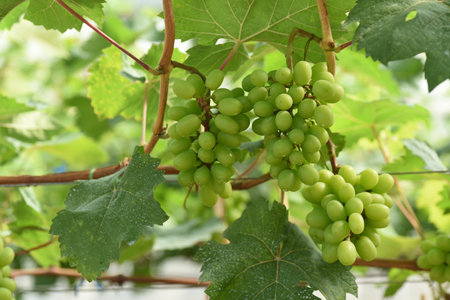 Growing grapes in agricultural greenhouses