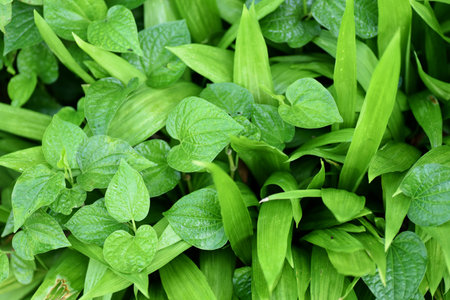Small green plants on the groundの写真素材