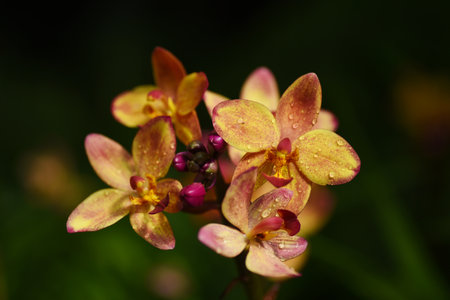 Orchids blooming in the garden
