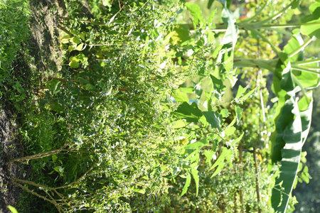 Local vegetable gardens preserve the environment sustainably.の写真素材