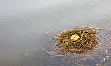 Birds nest on the water surface and carry debris such as straw.の写真素材