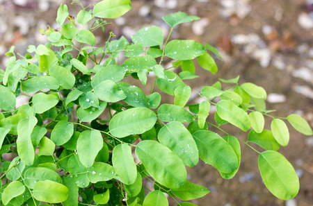 Green leaves with water droplets on young leaves for growth and food production to feed the stems.の写真素材
