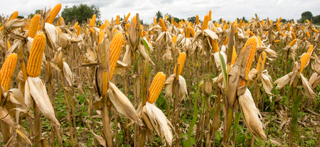 Corn on the farm, which is suitable for processing feedの写真素材