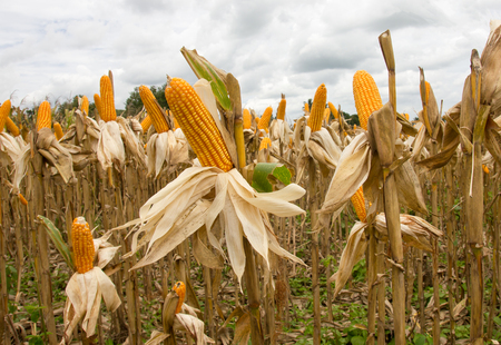 Corn on the farm, which is suitable for processing feedの写真素材