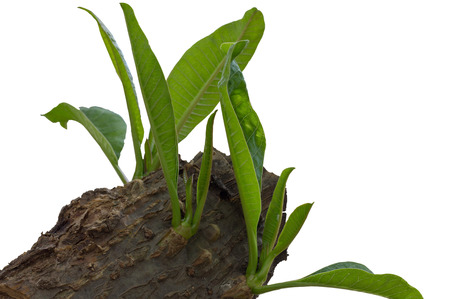 Cut branches to get a good and strong branches to produce more standard.の写真素材