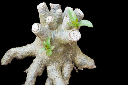 The close proximity of the origin of the adenium is another pruning to complete the new branch.の写真素材