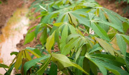 Tapioca plantation has rain and water droplets on the leaves.の写真素材