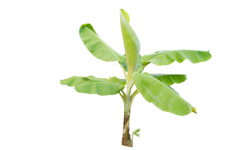 Which of the banana trees with leafy stalks are abundant for the use of leaves and stems.の写真素材