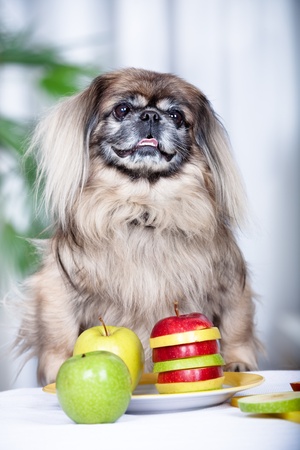 portrait of a pekingese dogの写真素材