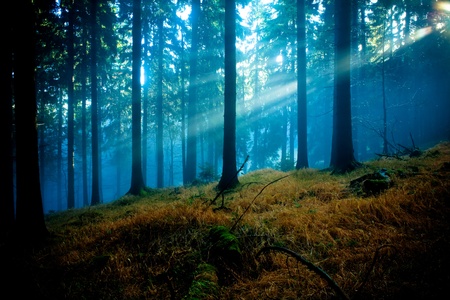 foggy forest at the morning at autumn