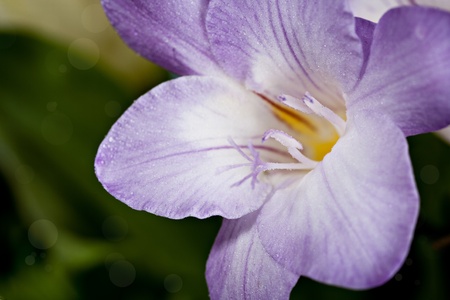 bunch of freesias, tulips, ranunculus and hyacinthsの写真素材