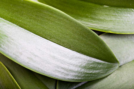 diversely plants with the morning dewの写真素材