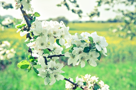 Outdoor shut of a apple garden in mayの写真素材