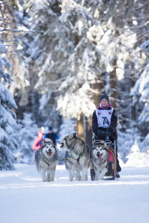 MASSERBERG, GERMANY - FEBRUARY 10: Trans Thüringia 2013. The annual sled dog teams race different classes, in Masserberg, Thuringia, Germany on February 10, 2013.のeditorial素材