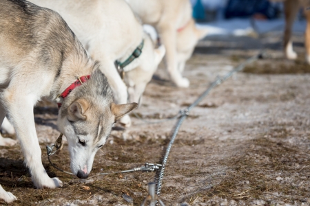 MASSERBERG, GERMANY - FEBRUARY 10: Trans Thüringia 2013. The annual sled dog teams race different classes, in Masserberg, Thuringia, Germany on February 10, 2013.のeditorial素材