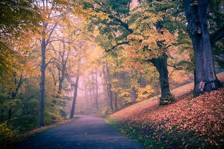 Old park in fall. Germany, Europe