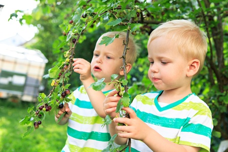 little male twins eating currant berries in the backyardの写真素材