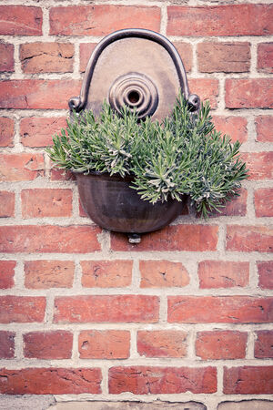 diverse flowers and vintage objects in an old backyard by springtime near Coburg, Germanyの写真素材