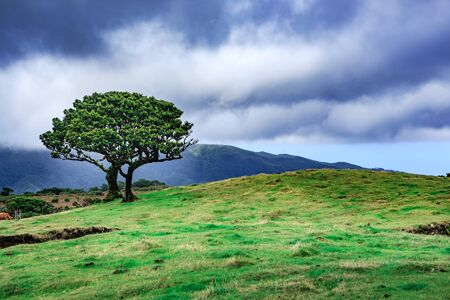 Laurel tree on Fanal plateau on Madeira Island, Portugalの写真素材