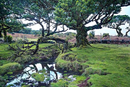 Laurel tree on Fanal plateau on Madeira Island, Portugalの写真素材