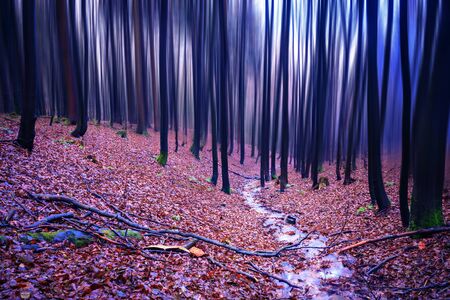 The evergreen forest early in the morningの写真素材