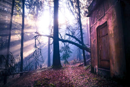 The evergreen forest early in the morningの写真素材