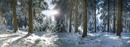 a wintry forest early in the morningの写真素材