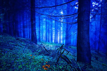 The evergreen forest at nightの写真素材