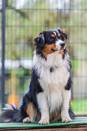 an outdoor portrait of the Australian Shepherd dogの写真素材
