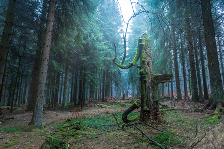 foggy evergreen forest at morning time in the autumnの写真素材