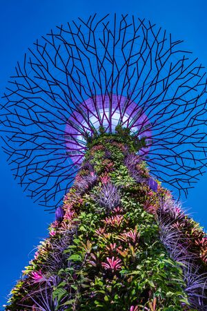 SINGAPORE, SINGAPORE - CIRCA SEPTEMBER, 2017:  Night view of Supertree Grove at Gardens by the Bay, Singapore.のeditorial素材