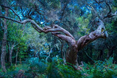 Laurel tree in the Fanal forest on Madeira Island, Portugalの写真素材