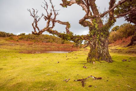 Laurel tree on Fanal plateau on Madeira Island, Portugal