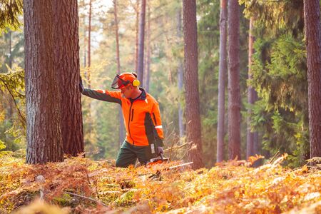 a woodcutter at work in the forest