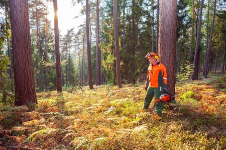 a woodcutter at work in the forest