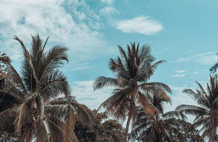 palm tree with sky view and cloudの写真素材