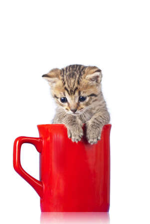 kitten in a cupの写真素材