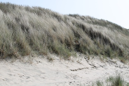 dunes of cadzand