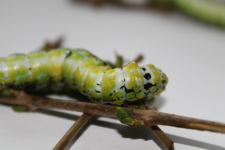 brahmaea japonica caterpillar