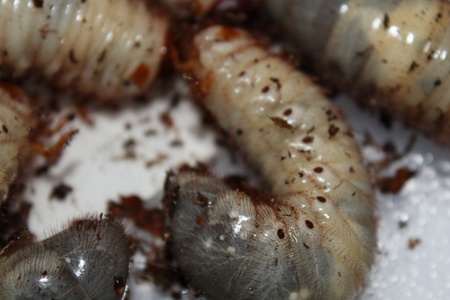 xylotrupes sumatrensis larvaeaの写真素材