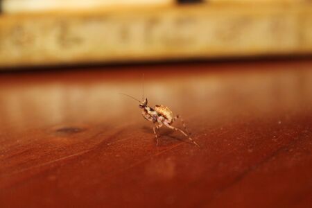 praying mantis