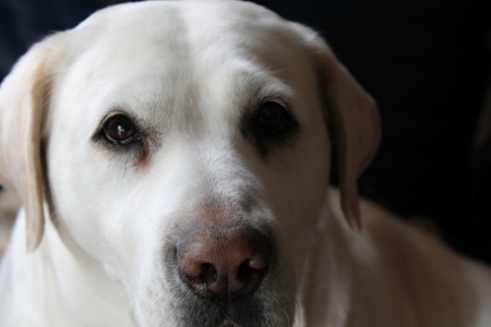 labrador retriever