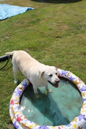 labrador retriever in poolの写真素材