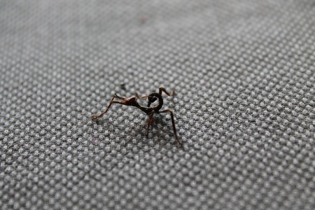 extatosoma tiaratum