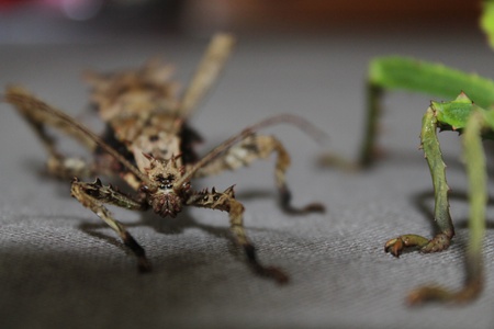 heteropteryx dilatataの写真素材