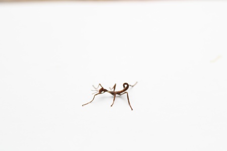 extatosoma tiaratumの写真素材