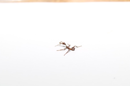extatosoma tiaratumの写真素材